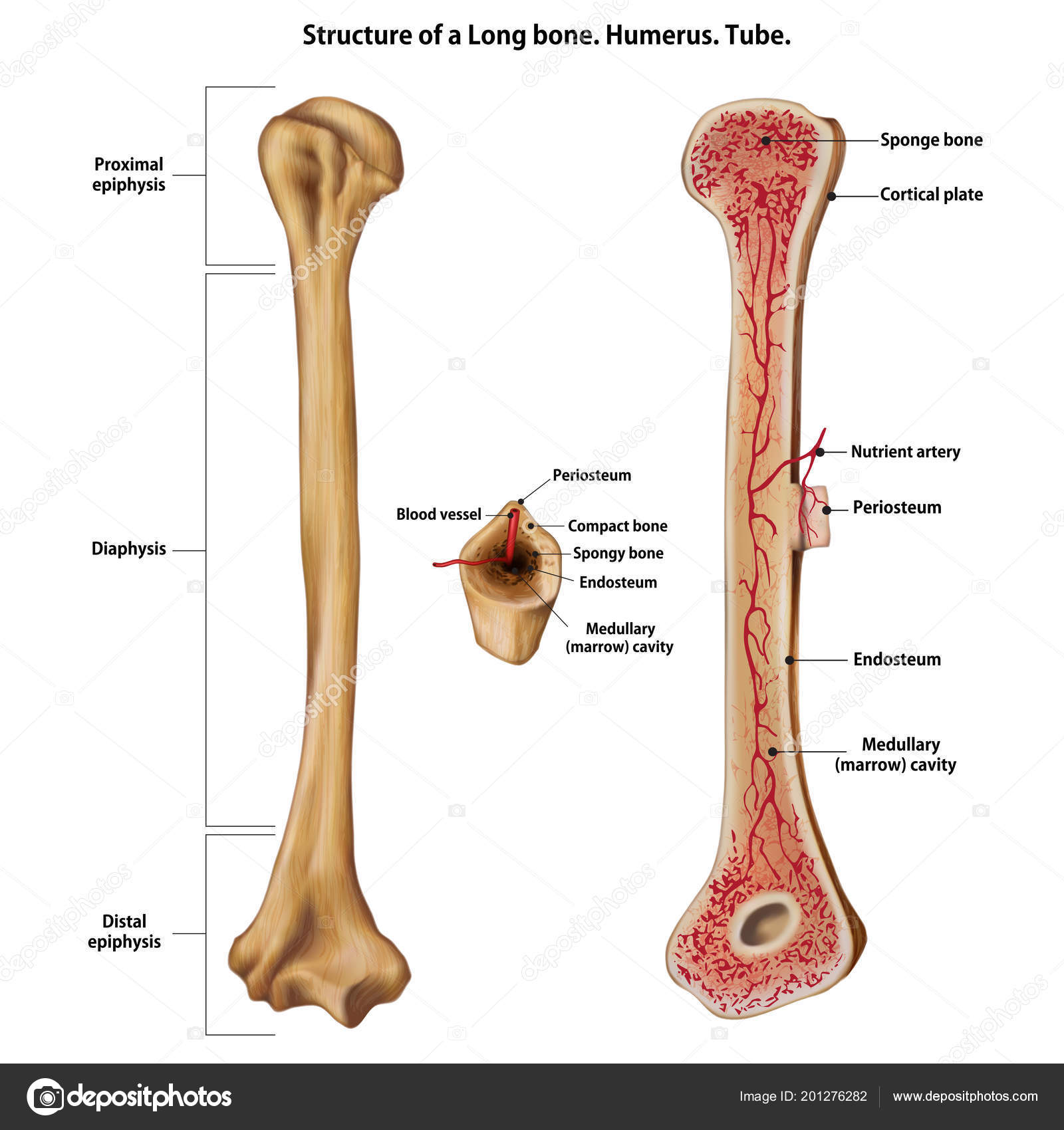 Удлиненная кость. Длинная кость. Трубочные кости. Эндост кости. Строение длинных костей periosteum.