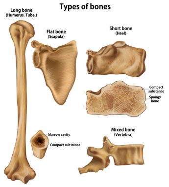 Kemikler türleri. Long(humerus). Shirt(Heel). Flat(scapula). Karışık (omur)