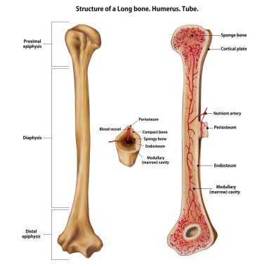 Layer of a Long bone. Humerus. Tube. clipart