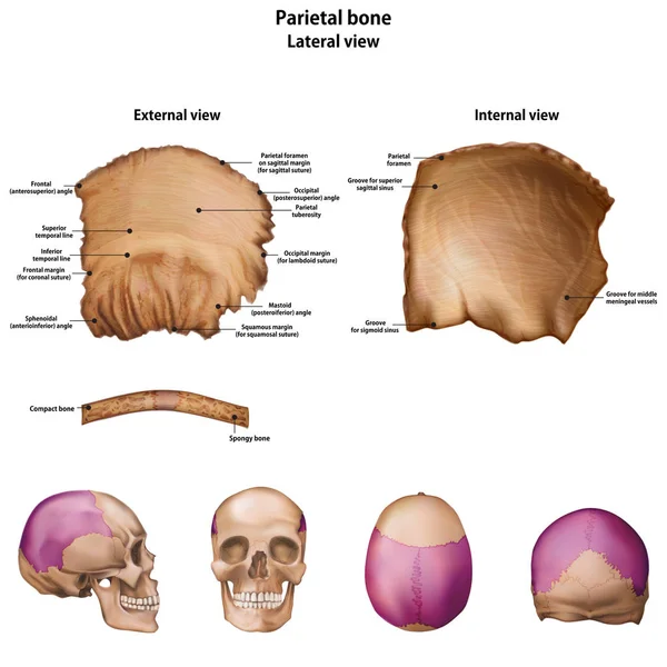 Hueso Parietal Con Nombre Descripción Todos Los Sitios — Vector de stock