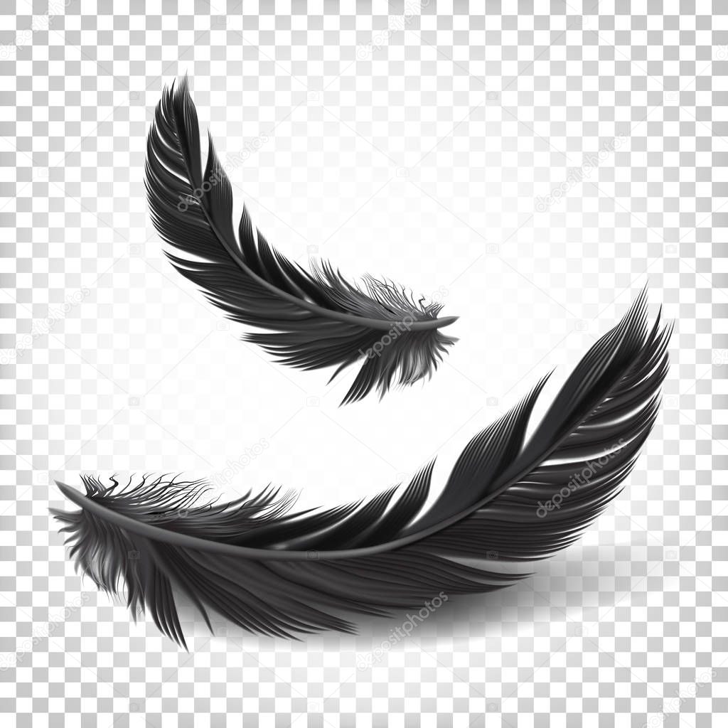 Download Black feathers transparent | Vector Black Feathers White ...