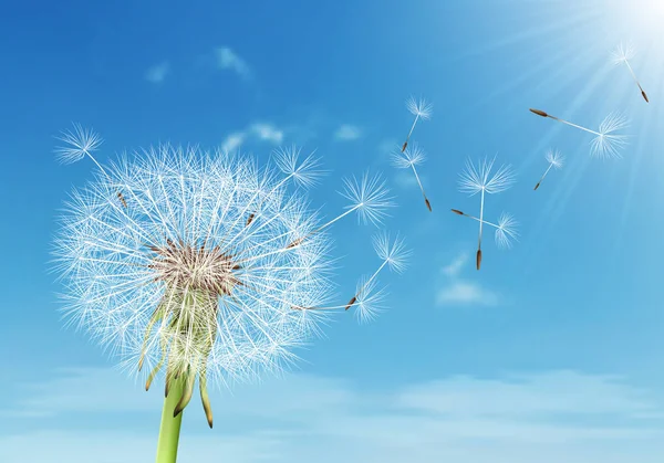 Pissenlit Vecteur Avec Graines Volantes Sur Ciel Nuageux — Image vectorielle