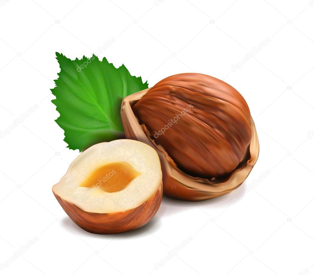 Vector realistic illustration of a hazelnut peeled whole, chopped into halves and green hazel leaves isolated on white.