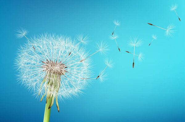 векторный одуванчик с летящими семенами
