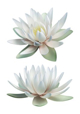 Beyaz arka plan üzerinde izole beyaz lotus vektör