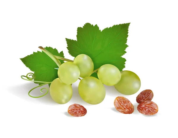 葡萄和葡萄干的白色背景 矢量插图 — 图库矢量图片