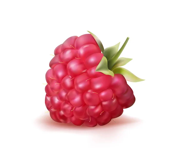 Ripe Raspberry Vector Illustration White Background — Stock Vector