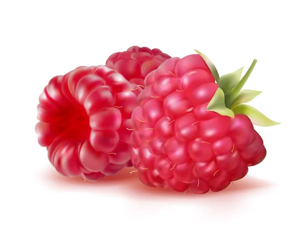 Framboises Gros Plan Sur Fond Blanc Illustration Vectorielle — Image vectorielle