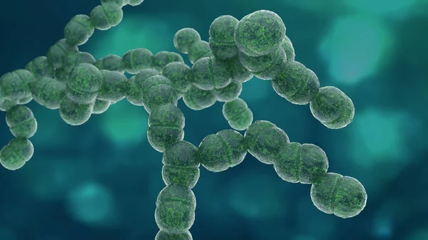 Diplococcus 박테리아 — 스톡 사진