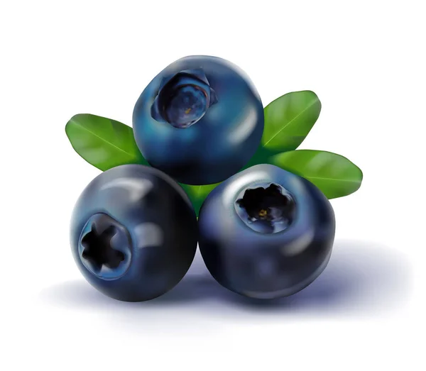 Blueberries Leaves Isolated White Vector Illustration — Stock Vector
