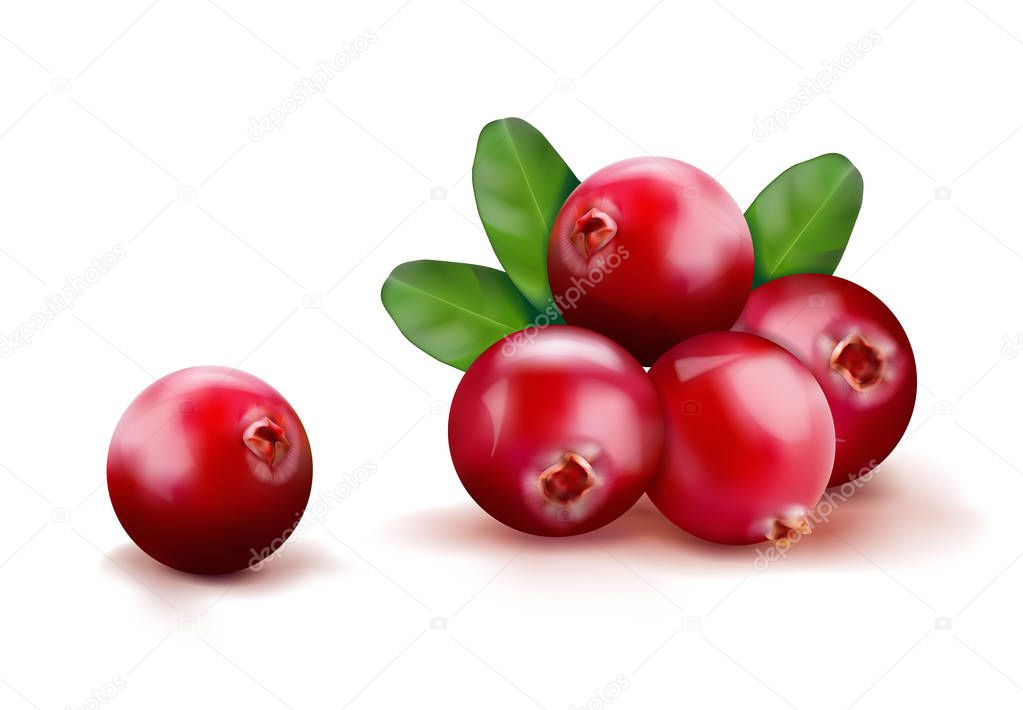 Ripe red cranberries with leaves. Vector illustration