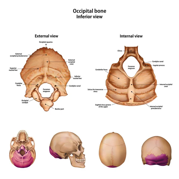 Hueso Occipital Con Nombre Descripción Todos Los Sitios — Archivo Imágenes Vectoriales