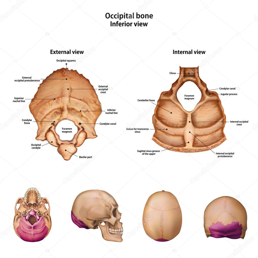 Occipital bone. With the name and description of all sites.