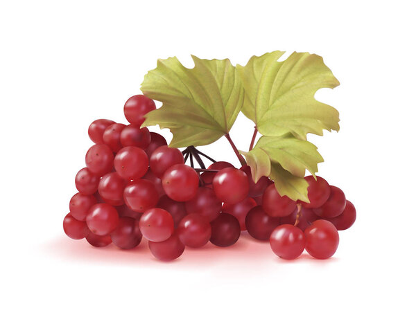 Куча вибурнума на белом фоне с листьями. Векторная иллюстрация
