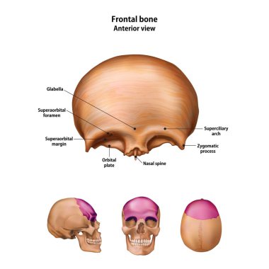 Frontal kemik. Ad ve açıklama tüm sitelerin ile.