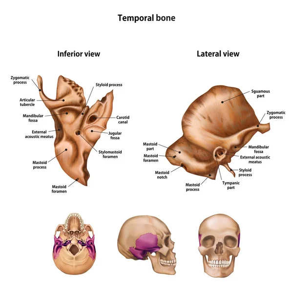 Temporal Kemik Açıklama Tüm Sitelerin Ile — Stok Vektör