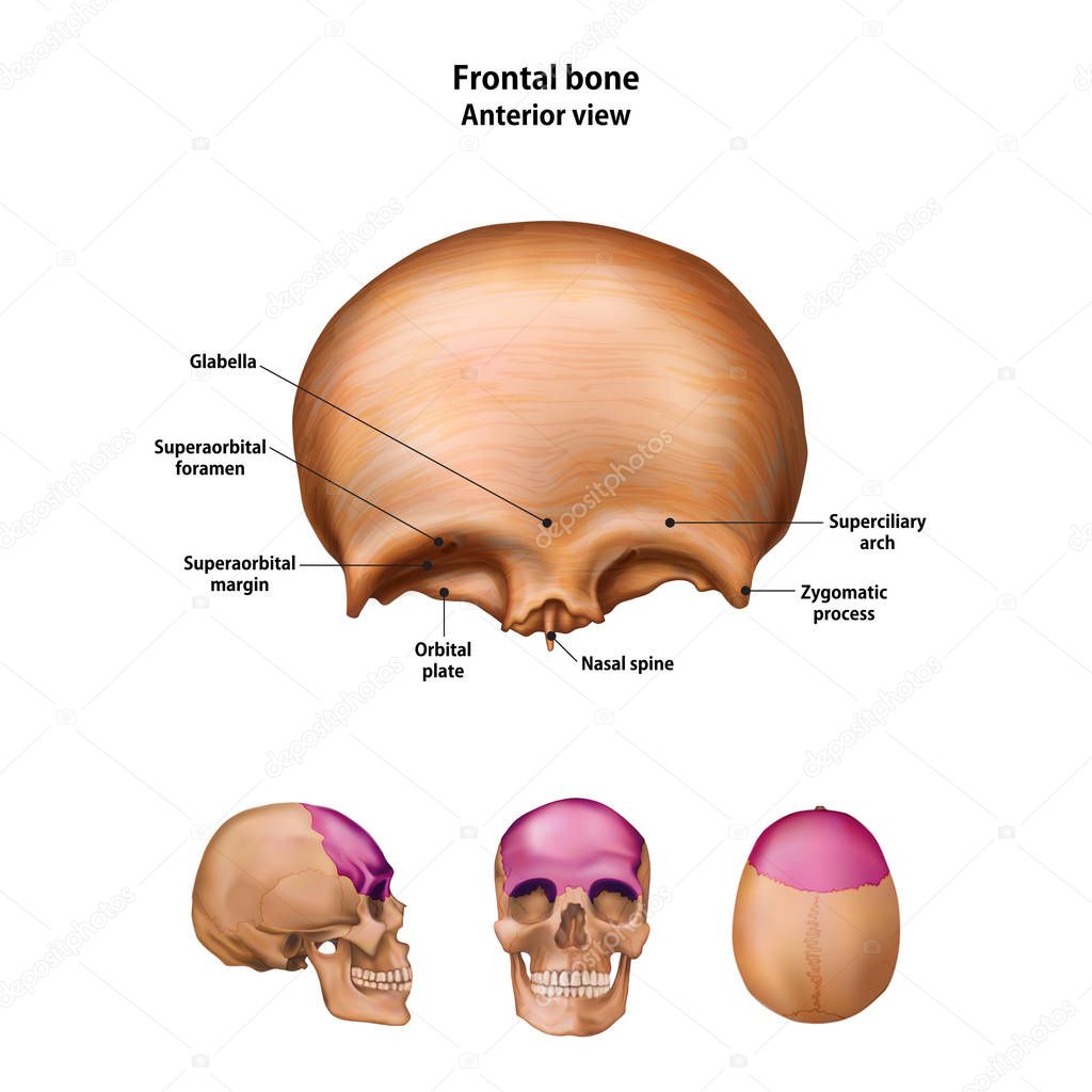 Frontal bone. With the name and description of all sites.