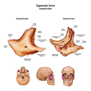 Elmacık kemiği. Ad ve açıklama tüm sitelerin ile.