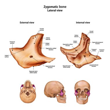 Zygomatic bone.  With the name and description of all sites. clipart