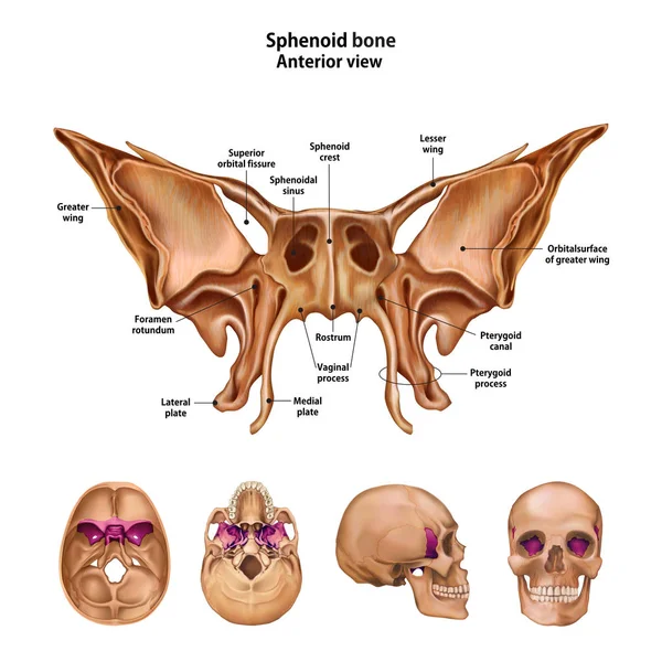 Sphinoidknochen Mit Dem Namen Und Der Beschreibung Aller Seiten — Stockvektor