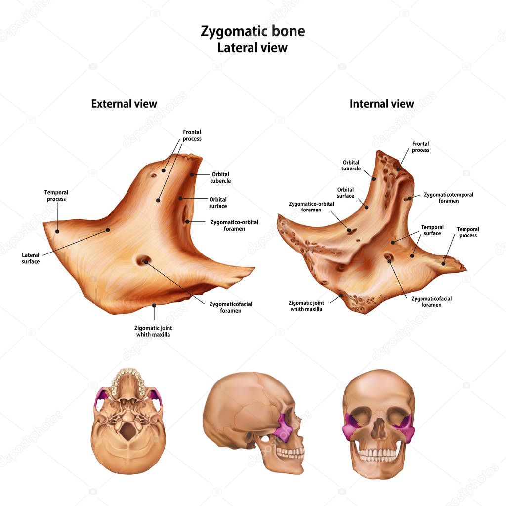 Zygomatic bone.  With the name and description of all sites.