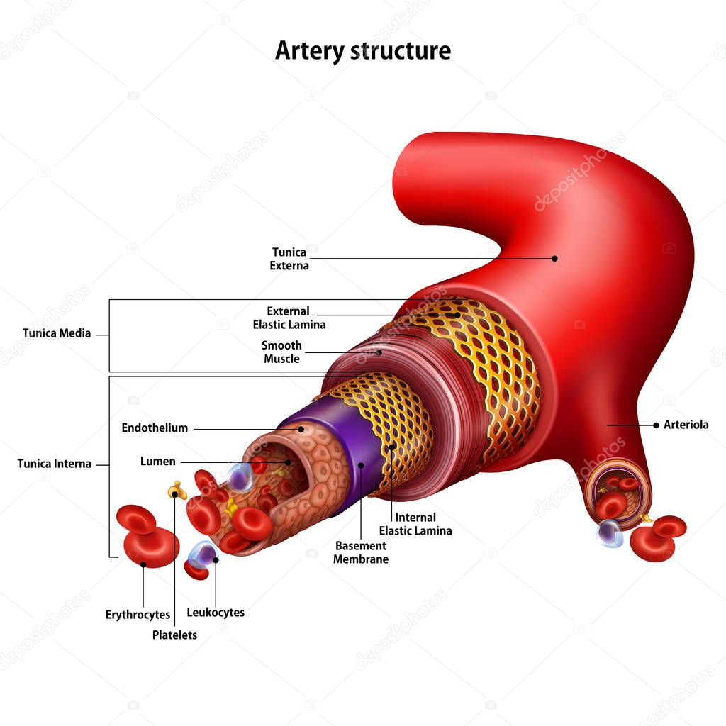 Artery structure with the name of all structural elements. Vector illustration on white background