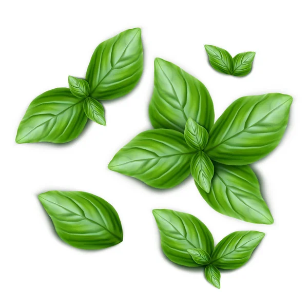 Set Green Basil Leaves Realistic Vector Illustration Isolated White Background — Stock Vector