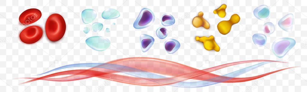Set blood cells. Erythrocytes, leukocytes, platelets, plasma. Ve