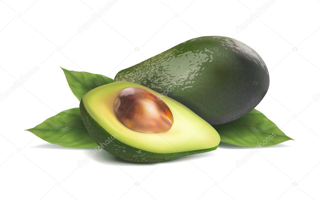 Avocado whole and cut in half with green leaves. Vector realistic illustration on white background.