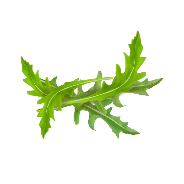 Vector illustration of arugula — Stock Vector