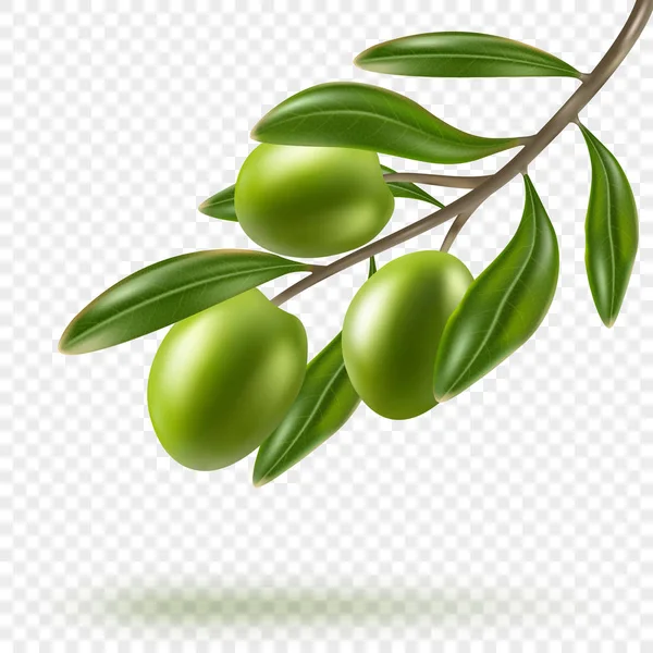 Rama de olivo con aceitunas verdes aisladas sobre fondo transparente — Vector de stock