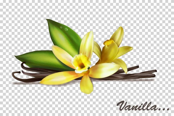 Manojos de vainilla con flores y hojas. Ilustración vectorial iso — Vector de stock