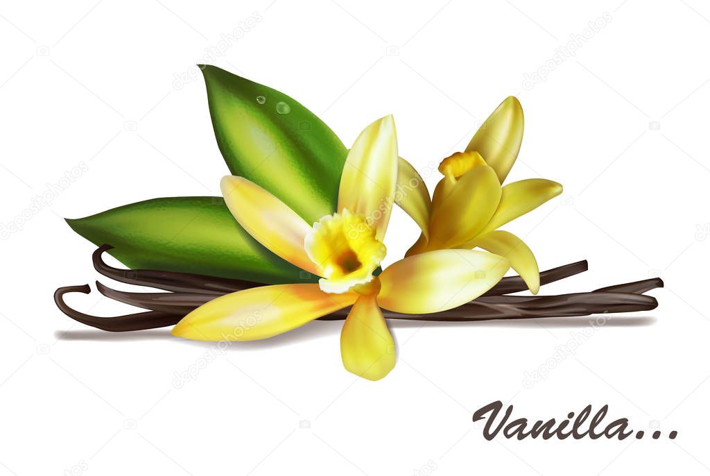 Vanilla spice with flower and leaves. Vector illustration isolat