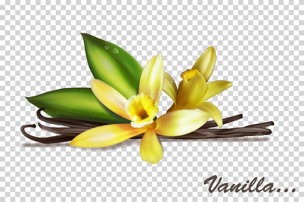 Vanilla bunches with flowers and leaves. Vector illustration iso