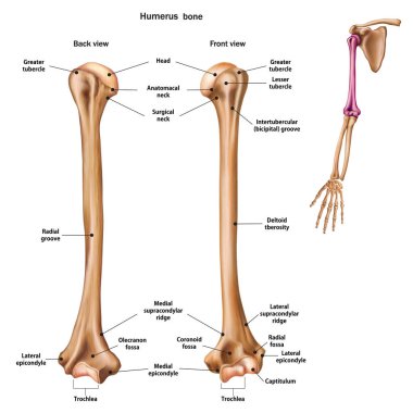 Humerus kemiğinin yapısı ve adı
