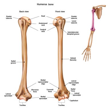 Structure of the humerus bone with the name and description of a clipart