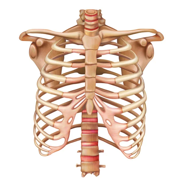 Le ossa della gabbia toracica. Sistema scheletrico umano. Anatomia. Illustrazione vettoriale — Vettoriale Stock