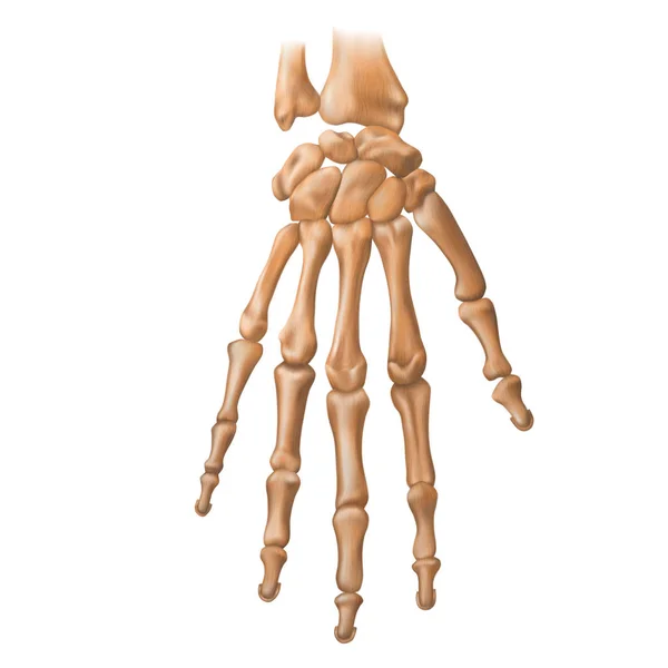 Bones of the human hand. Anatomy. Vector illustration isolated o — Stock Vector