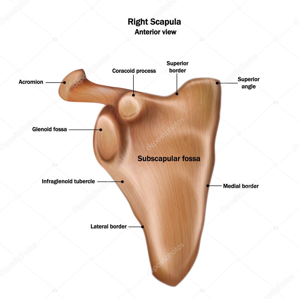 Illustration of the human right scapula bone with the name and d