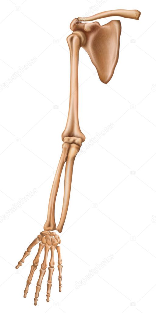 Skeleton membri superioris. Bones of the upper limb. Anterior vi