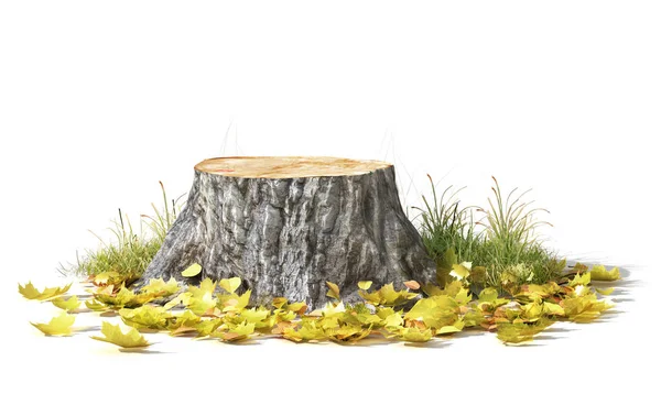 Stump avec des feuilles isolées sur un blanc. Illustration 3d — Photo