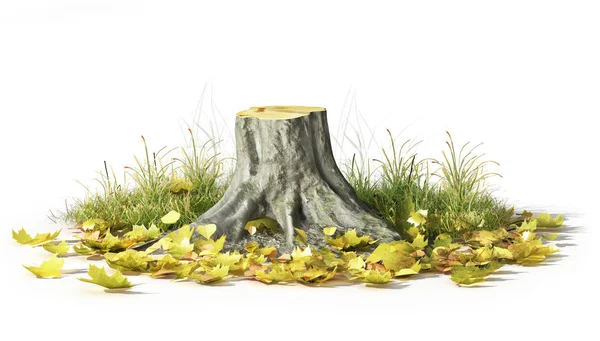 Stump avec des feuilles isolées sur un blanc. Illustration 3d — Photo