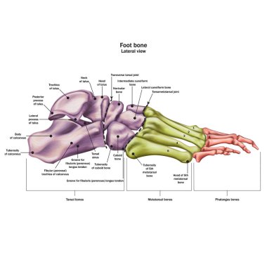 Bones of the human foot with the name and description of all sit clipart