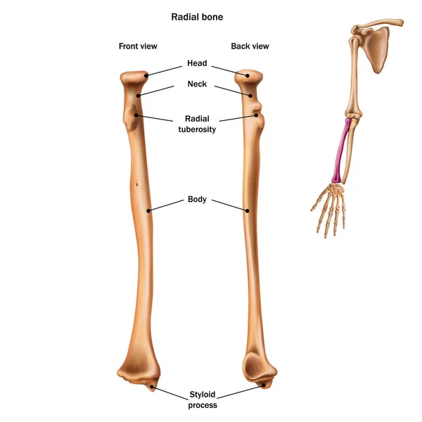 The structure of the radial bone with the name and description o — Stock Vector