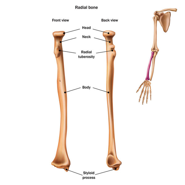 The structure of the radial bone with the name and description o