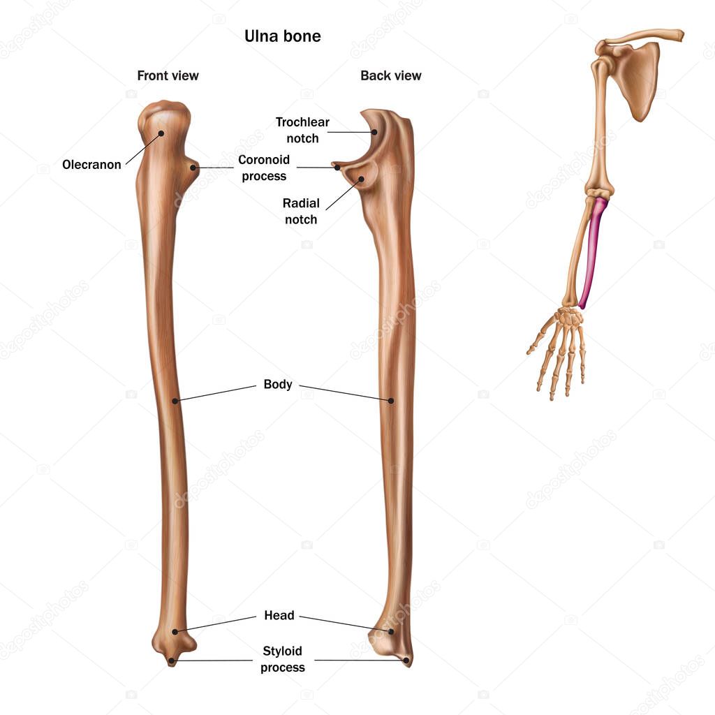 The structure of the ulna bone with the name and description of 