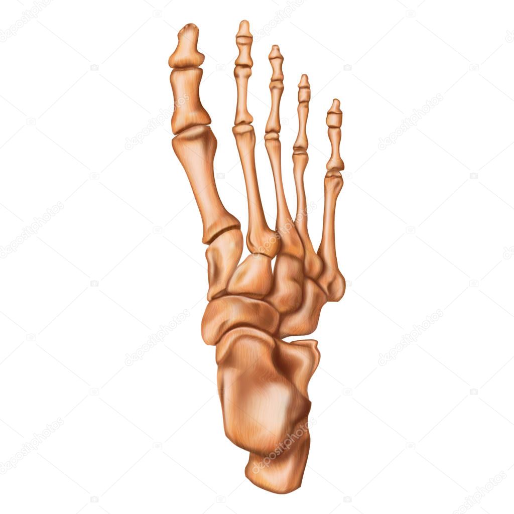 Bones of the human foot. Superior view. Human anatomy. Vector il