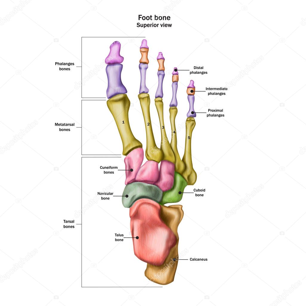 Bones of the human foot with the name and description of all sit