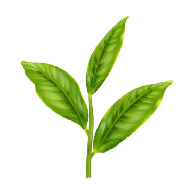 Yeşil Çay yaprağı