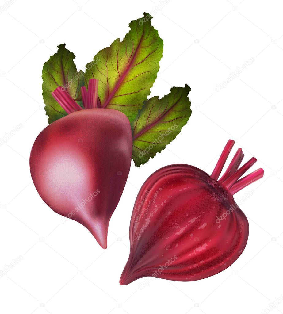 Ripe beet cut in half with green leaves. Vector realistic illustration isolated on white background.
